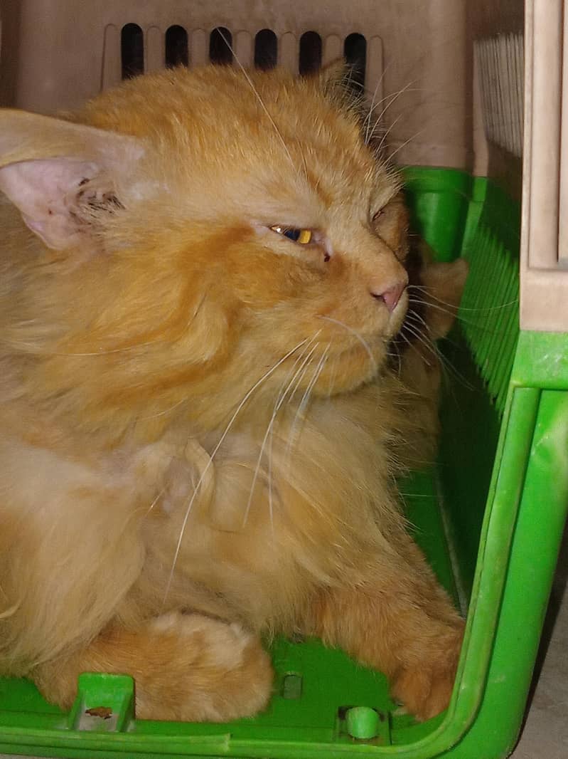 Leo Cat 8