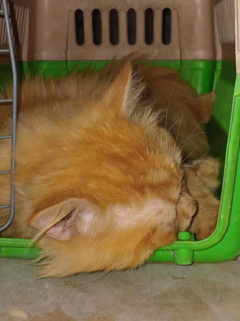 Leo Cat 9