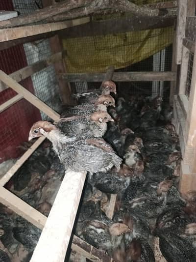 Pure Fayoumi (Desi Egyptian Breed) Chicks Available