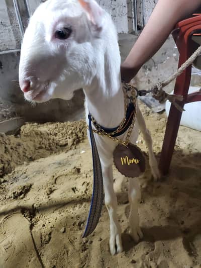 Cow  and Bakra Pendent