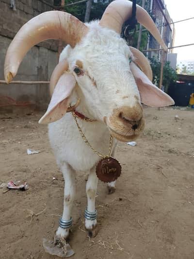 Cow  and Bakra Pendent