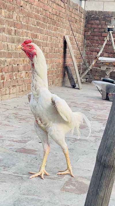 irani Aseel Murga