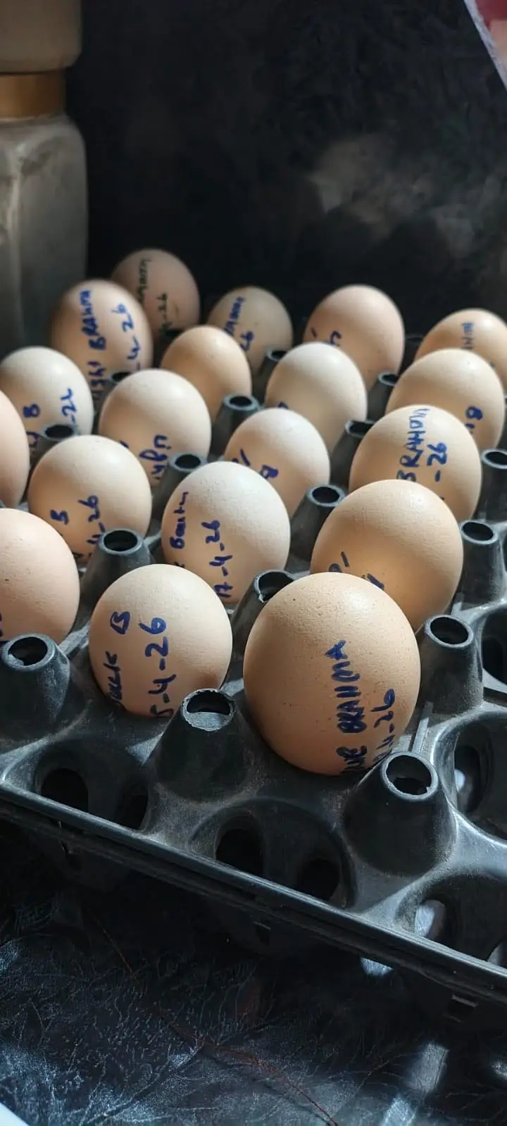 Fancy hen fertile egg  for sale