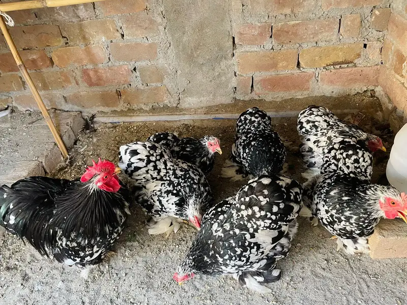Fancy hen fertile egg  for sale — photo 2