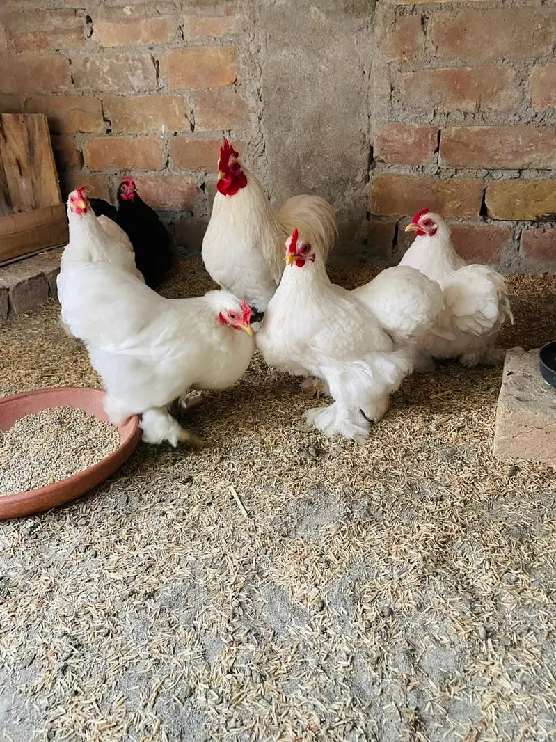 Fancy hen fertile egg  for sale — photo 3