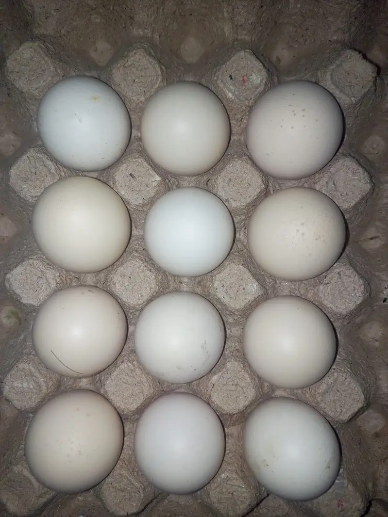 Fancy hen fertile egg  for sale — photo 4