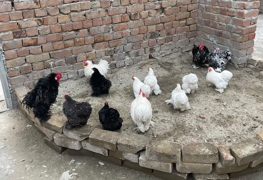 Fancy hen fertile egg  for sale — photo 5