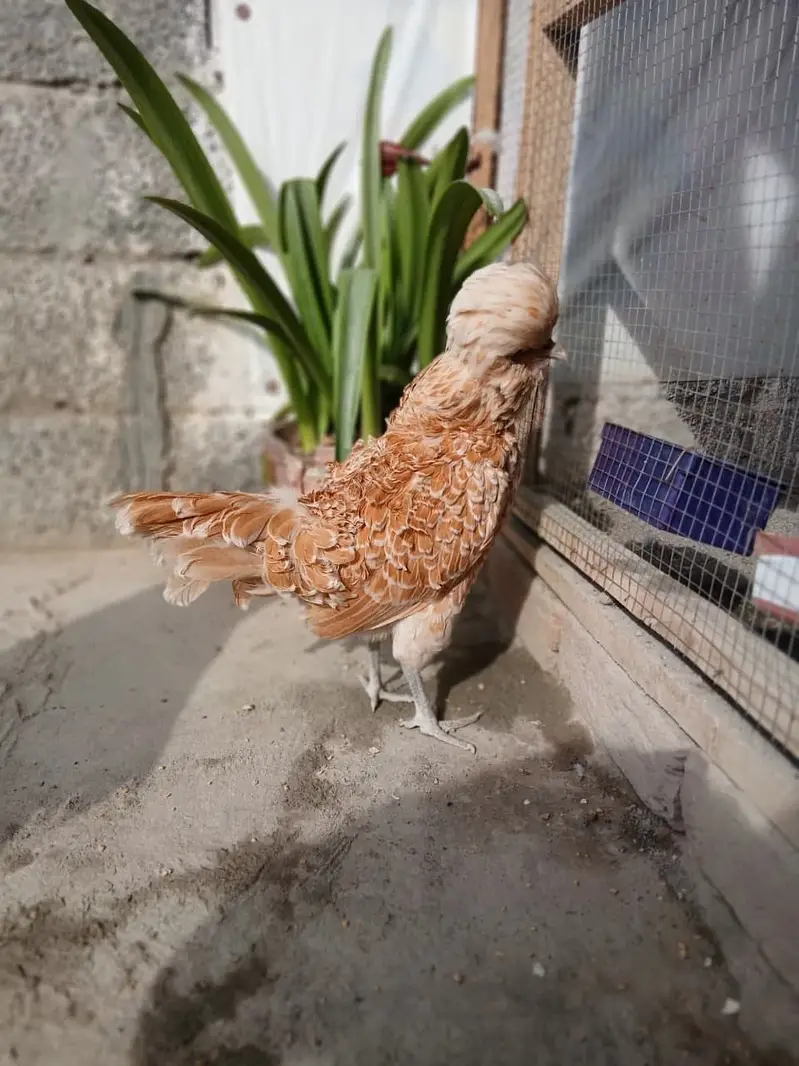 Fancy hen fertile egg  for sale — photo 7