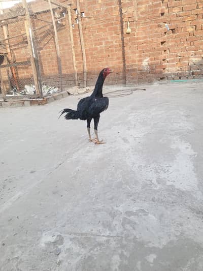 burmi croos female Thai pur male dono ikthy dyny