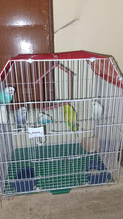 Australian parrots babys