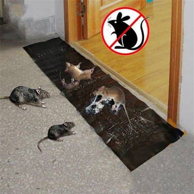 Mouse Trape Sheet & Mouse Trape Catcher