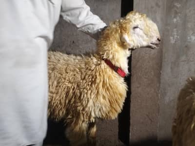 2026 Qurbani Heavy Weight Mundre Chatre