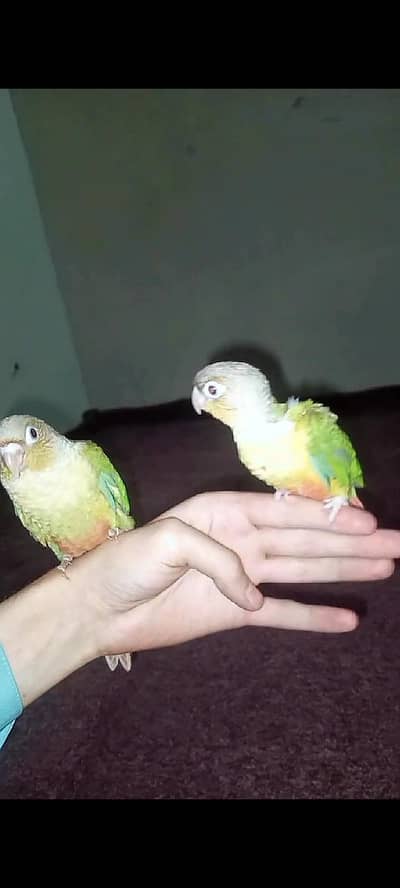 cocktail breeder piar for sell