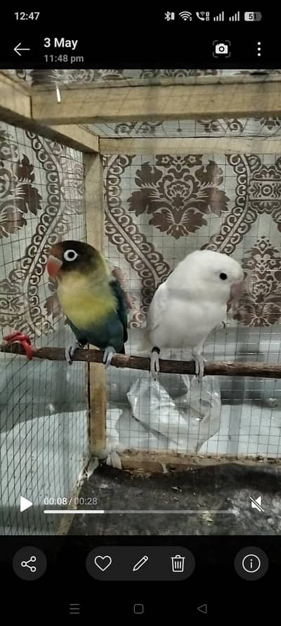 Love birds (Albino Red eye female & Parblue/split Eno Breader pair)