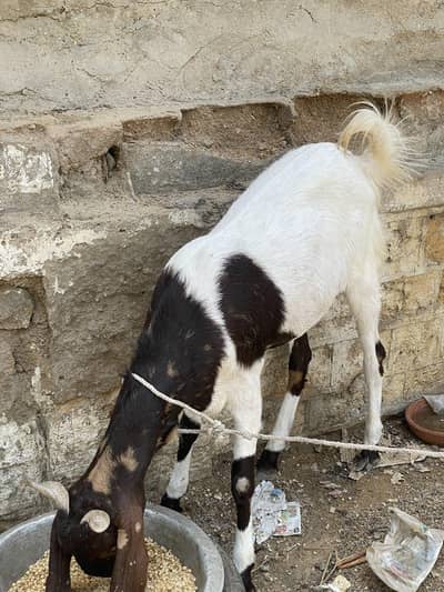 3 bakry qurbani 2026