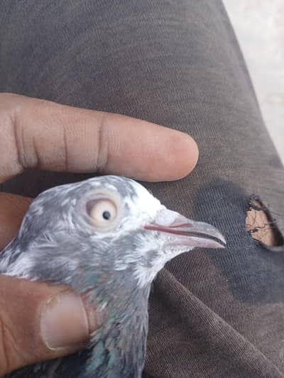 Teddy pigeon