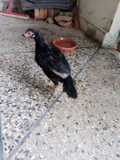 Aseel in hens