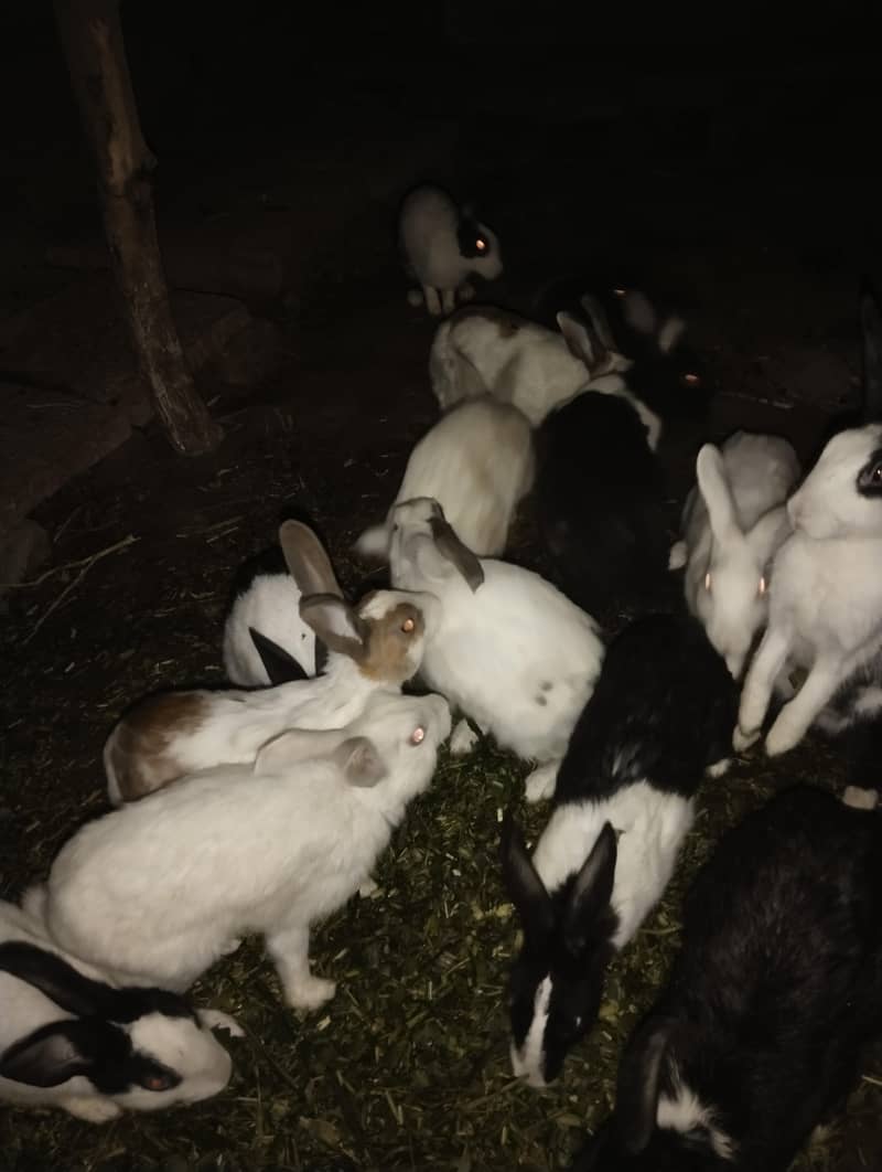 خرگوش سیل 7