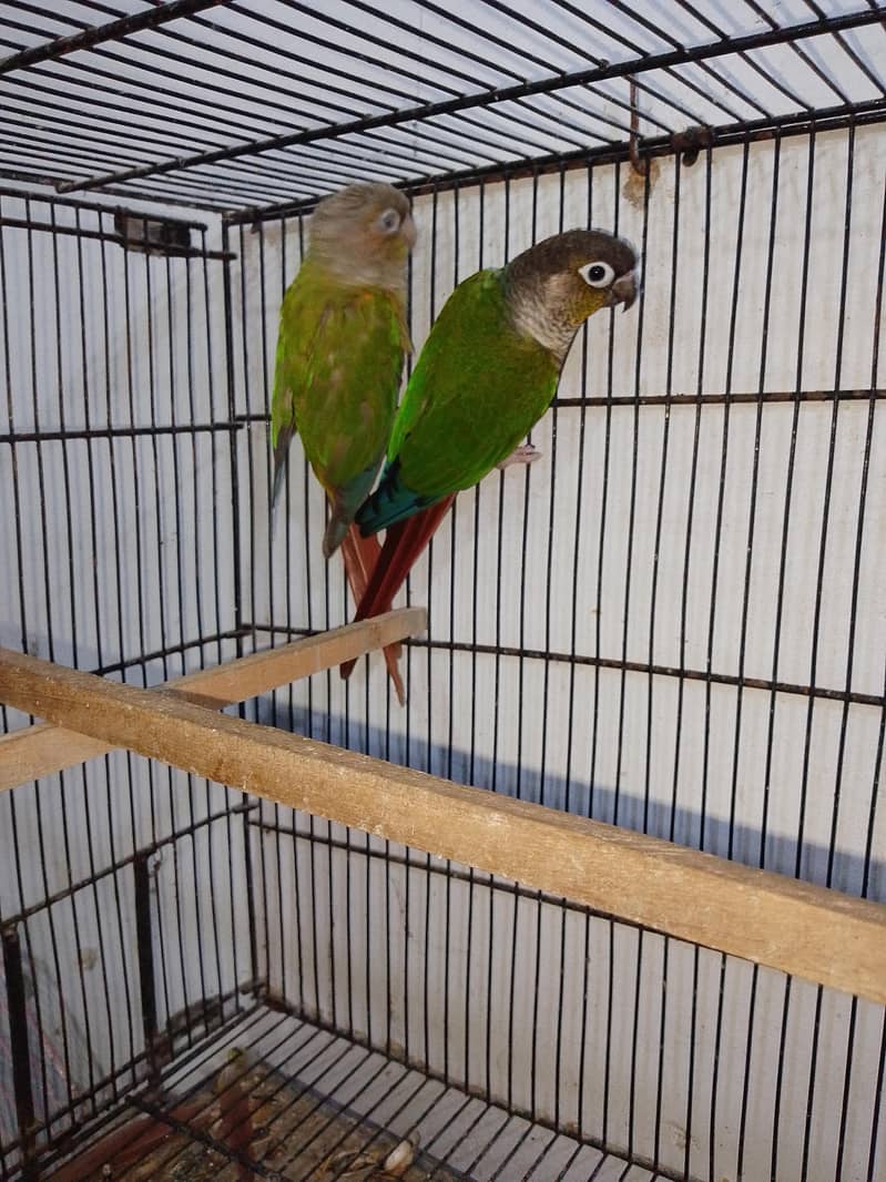 Pineapple conure and ringneck chick 0