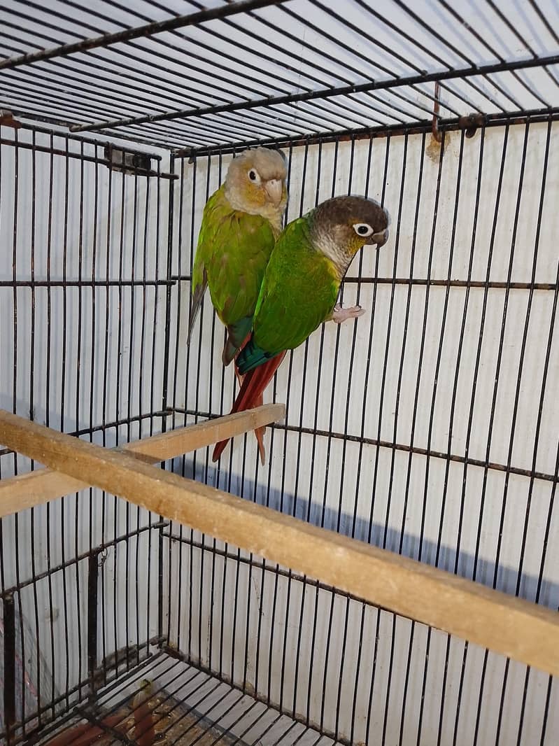Pineapple conure and ringneck chick 1