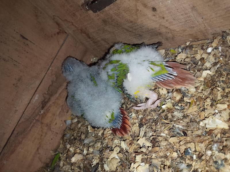 Pineapple conure and ringneck chick 2