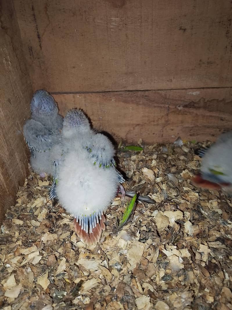 Pineapple conure and ringneck chick 3
