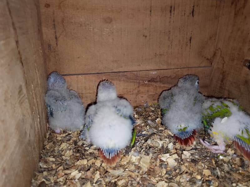 Pineapple conure and ringneck chick 4