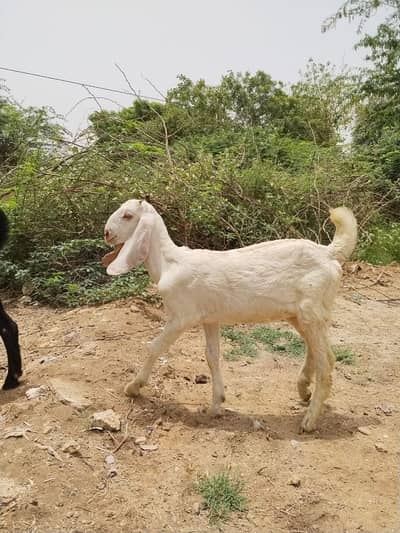 bakri for sale 3 month ki Hein final 17 hazar