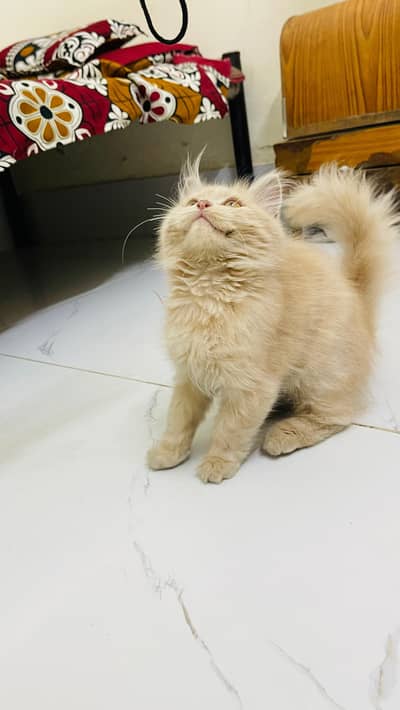fwan color male kitten available