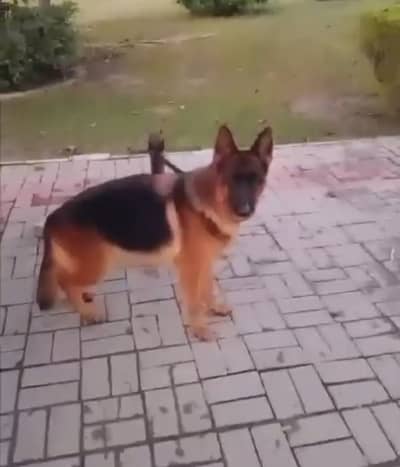 German Shepherd Breeder Female | Pedigreed | Black mask