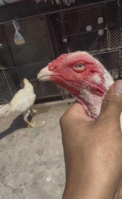 White shamo aseel