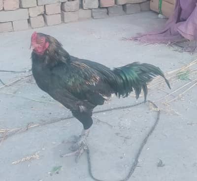 murge