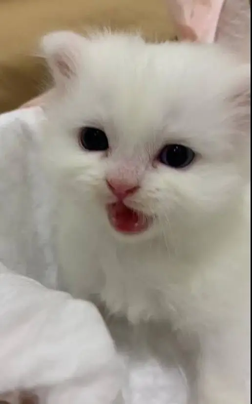 Cute doll face persian kittens