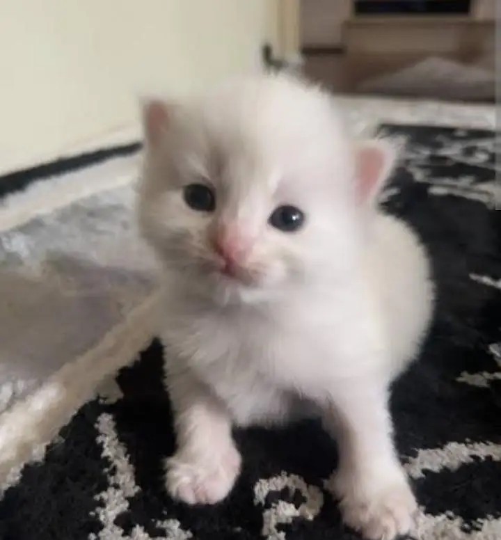 Cute doll face persian kittens — photo 2