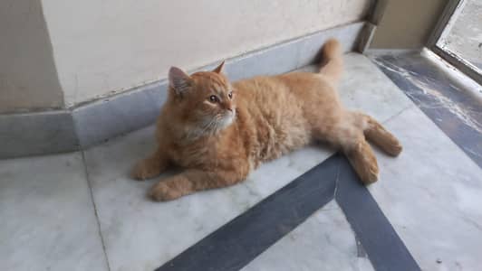Persian cats