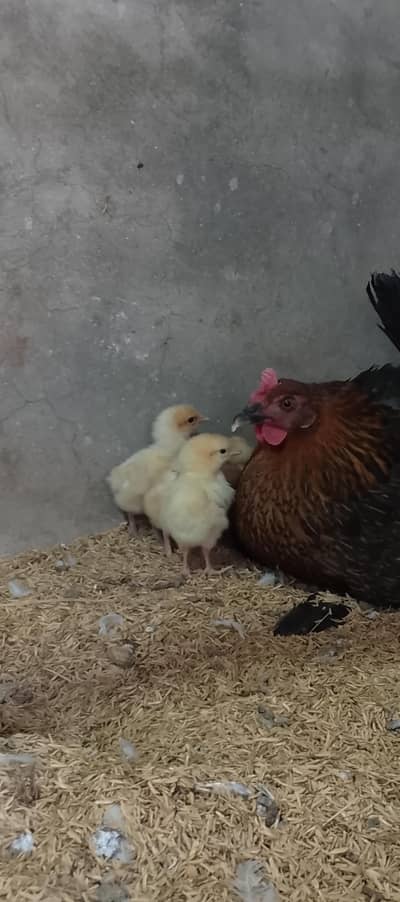 Golden Misri Kurak Hen with Chicks
