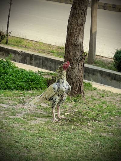 Aseel Hen