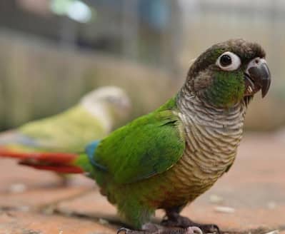conure red factor pair fawn Jawa pairs
