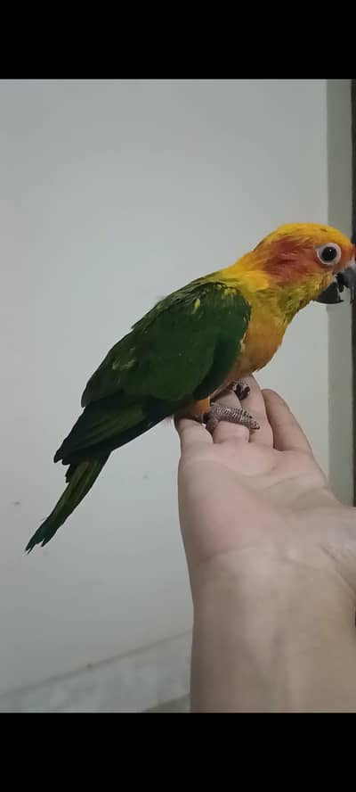 all kind of birds