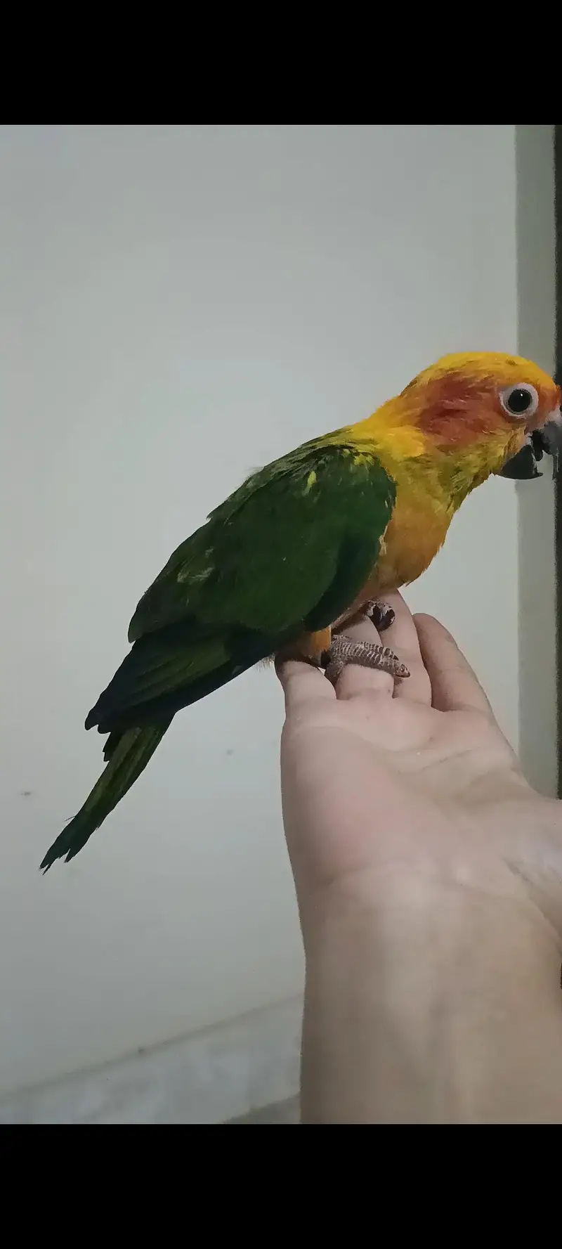 all kind of birds