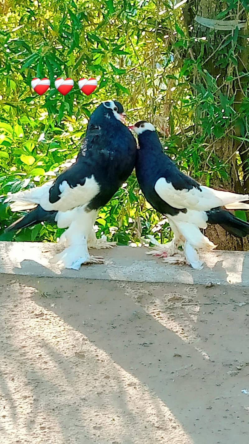pigeons 0