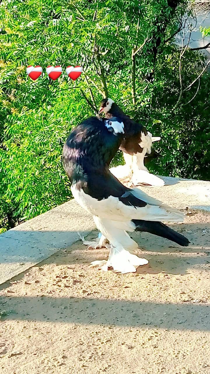 pigeons 1
