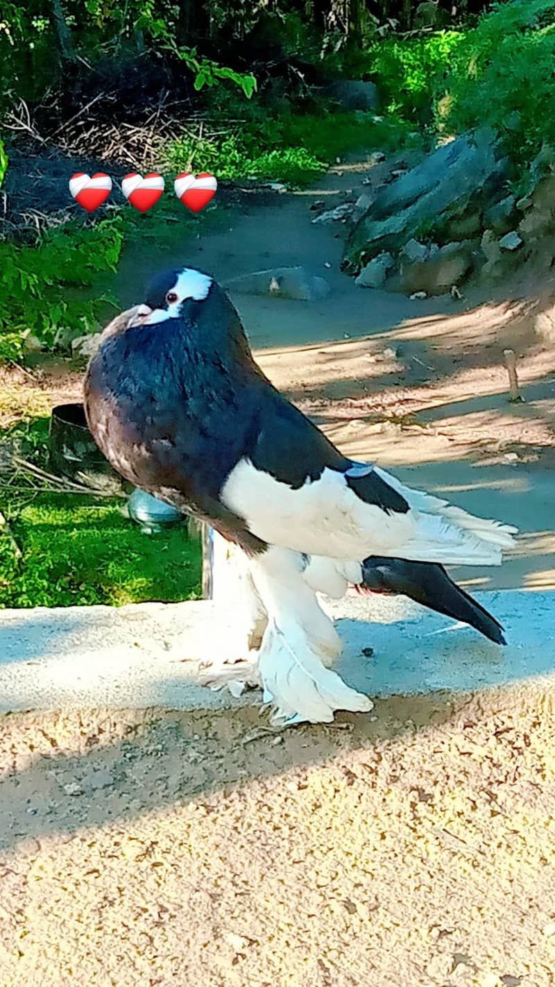 pigeons 2