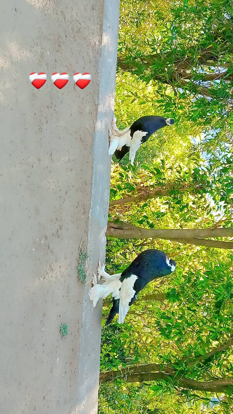 pigeons 3