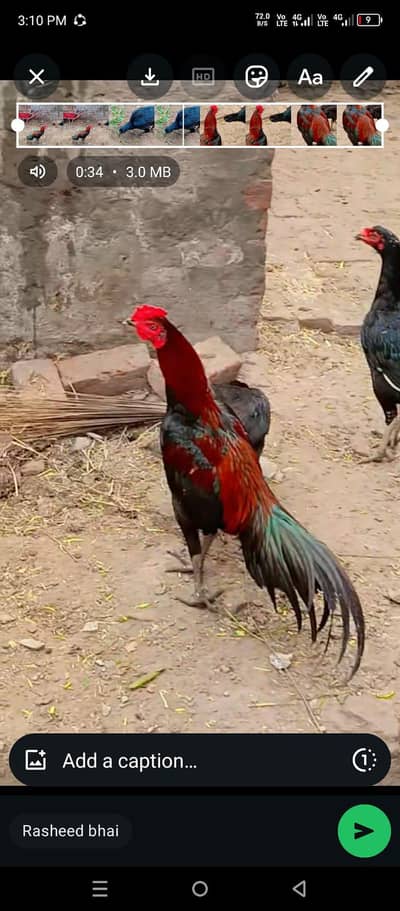 All setup for sale  Dragon . . Pakoya. . cage