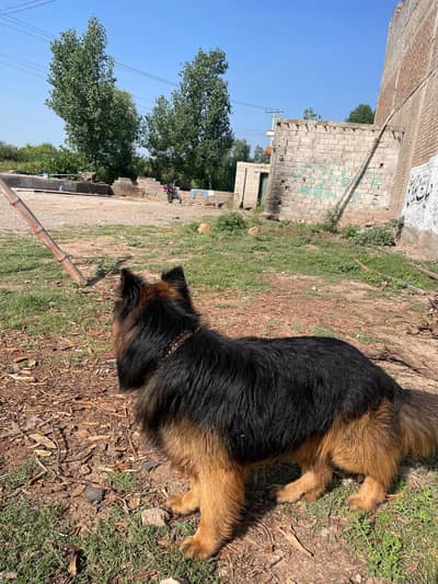 German shepherd 33cot