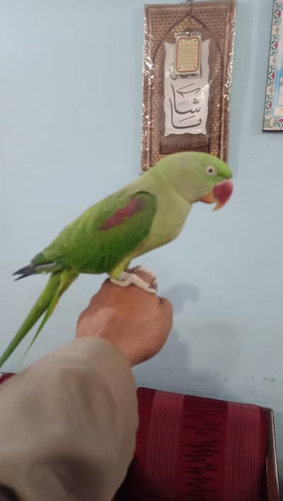 RAW PARROTS BREEDER PAIR