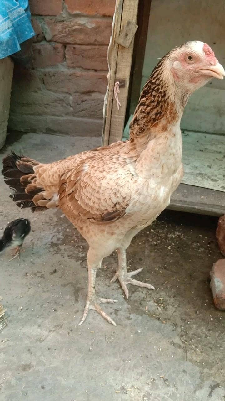 aseel java cross madi 2