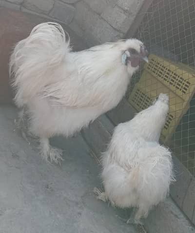 Silkie