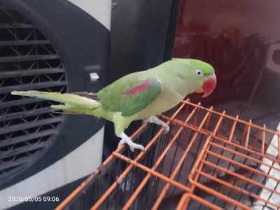 raw parrot talking for sale 03054636833